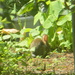 Rabbit Eating in Garden Closeup