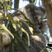 Grace favours us all by koalagardens
