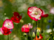 25th Jun 2022 - Red and White Poppy 