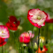 Red and White Poppy  by rjb71