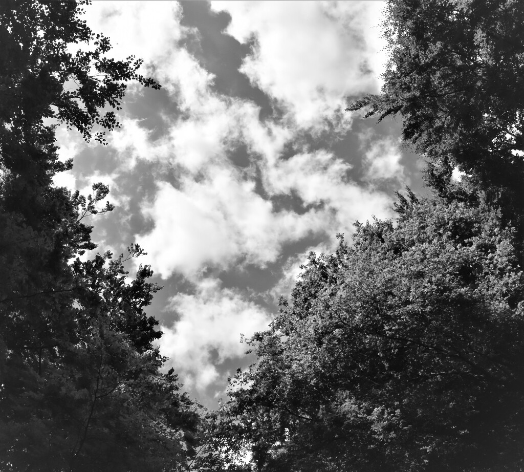 Quick shot of the clouds through the trees by anitaw