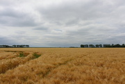 25th Jun 2022 - Golden Barley (Hordeum vulgare)