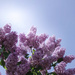 End of lilac season by dawnbjohnson2