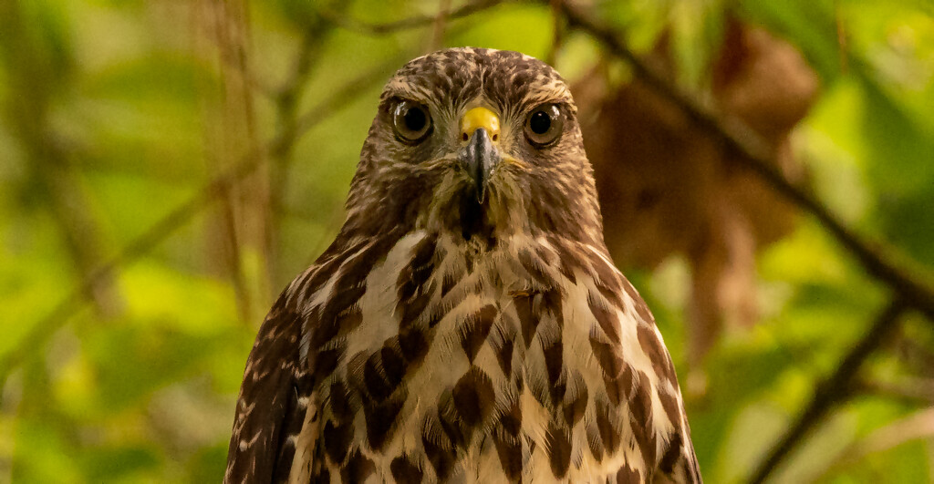 Portrait Shot of the Hawk! by rickster549