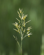 24th Jun 2022 - flowering grass