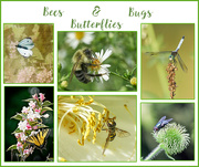 25th Jun 2022 - Bees, Bugs and Butterflies