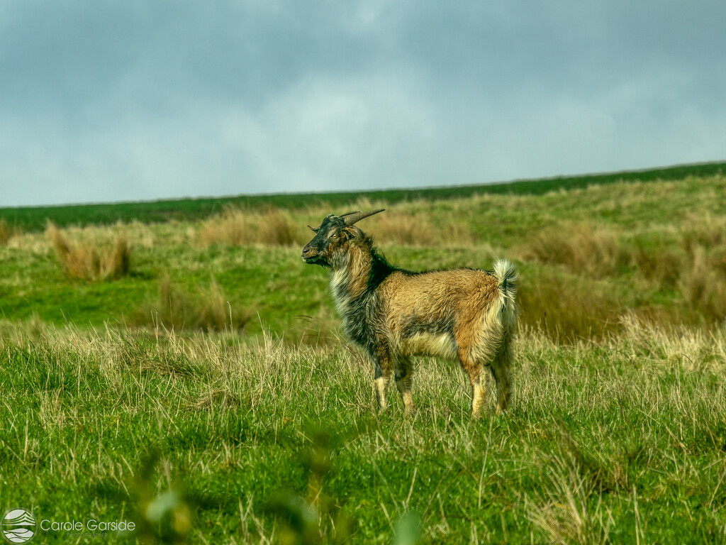 Wild Goat by yorkshirekiwi
