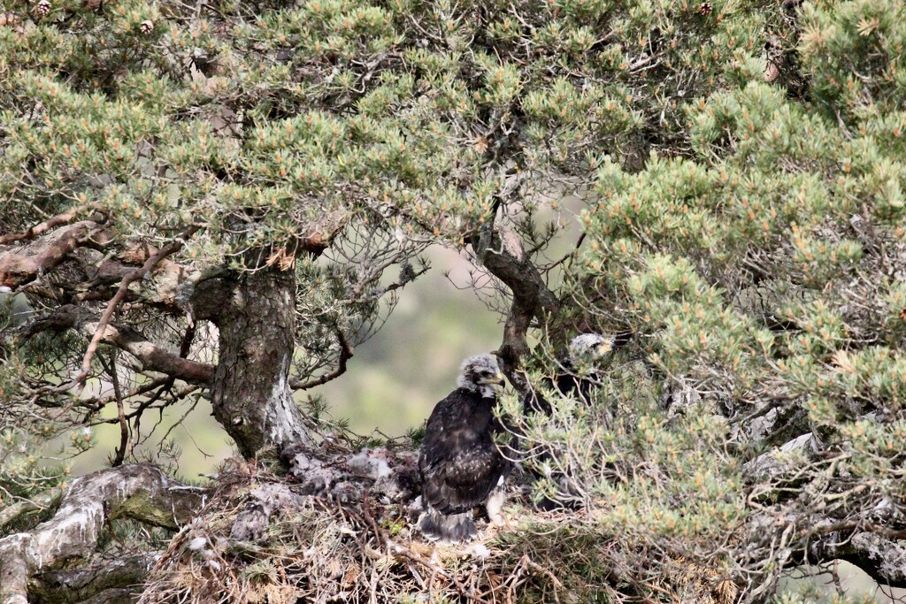 Golden Eagle Nest at Glen Tanar (2) by jamibann