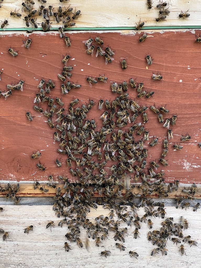 Bees by mattjcuk