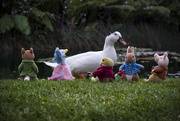 24th Jun 2022 - Jemima and friends visit the duck pond ...