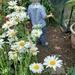 Exploring Great Grandma's garden by roachling