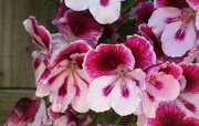 22nd Jun 2022 - Pelargonium