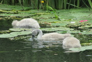 19th Jun 2022 - Cygnets