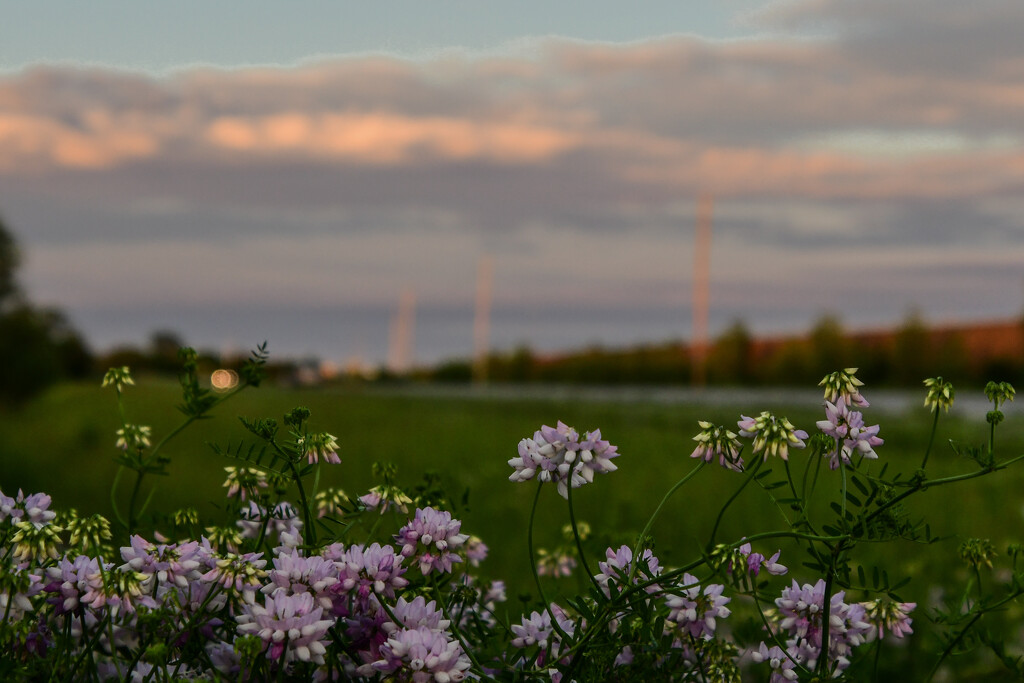 Wildflowers and Backlit Sunset by kareenking