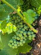 26th Jun 2022 - Wine grapes