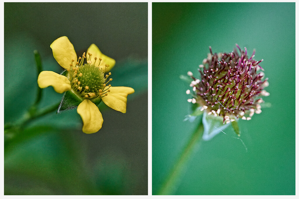 From Flower to Burr by gardencat