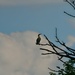Cormorant by kareenking