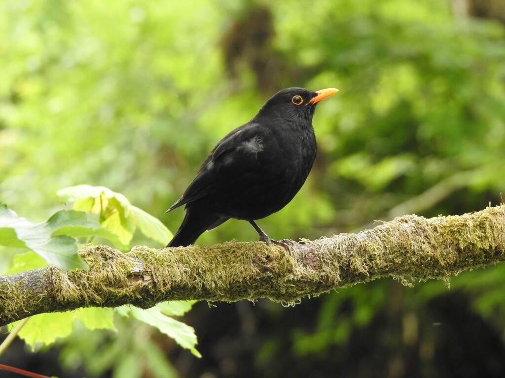 Blackbird in the Woods by susiemc