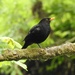 Blackbird in the Woods