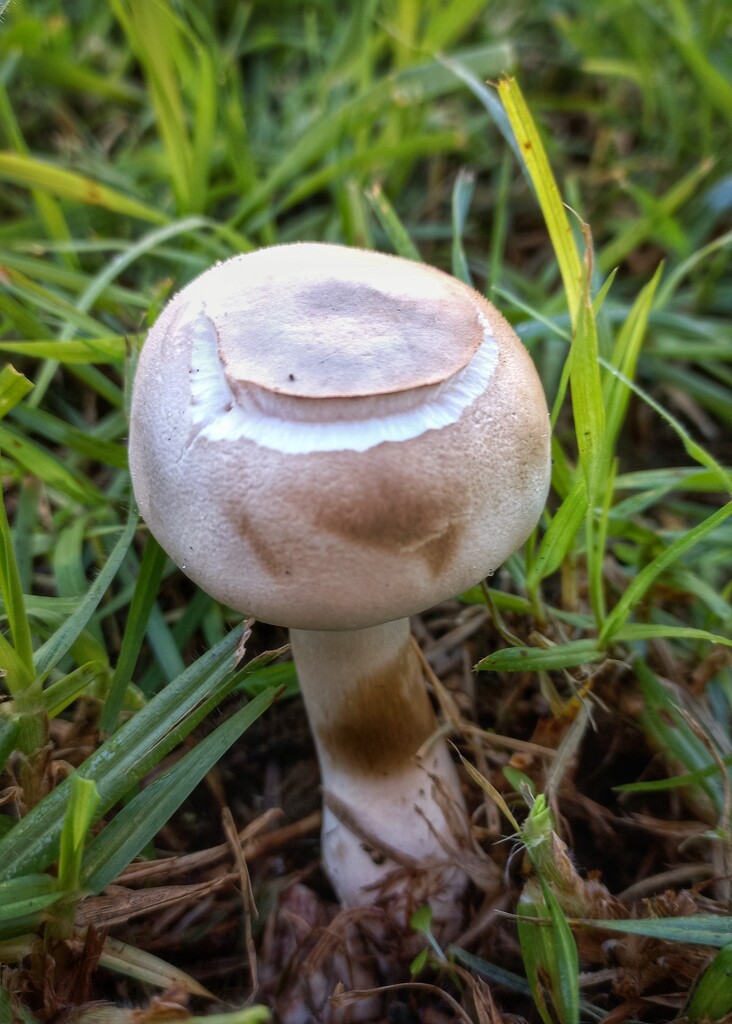 Fungi in the Garden  by salza