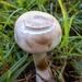 Fungi in the Garden 