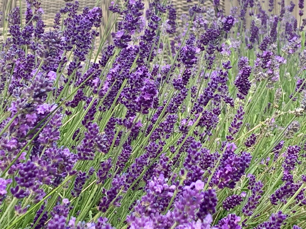 Lavender by phil_sandford