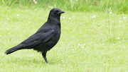 26th Jun 2022 - Carrion Crow