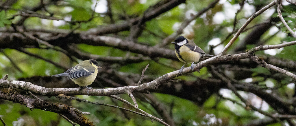 Great Tit by lifeat60degrees
