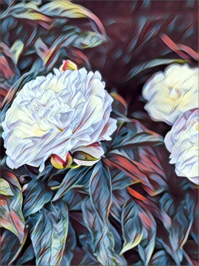Peonies  by radiogirl