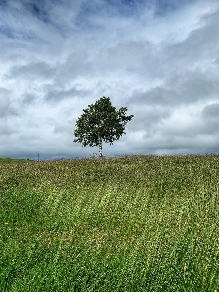 Solitary tree….. by billdavidson
