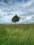 26th Jun 2022 - Solitary tree…..