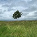 Solitary tree…..