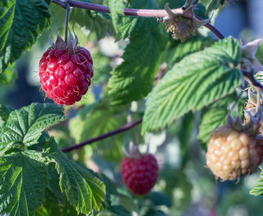 Ripening raspberries by busylady