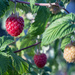 Ripening raspberries by busylady