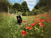 26th Jun 2022 - Mabel and poppies