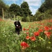 Mabel and poppies