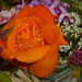 Garden Rose  by countrylassie