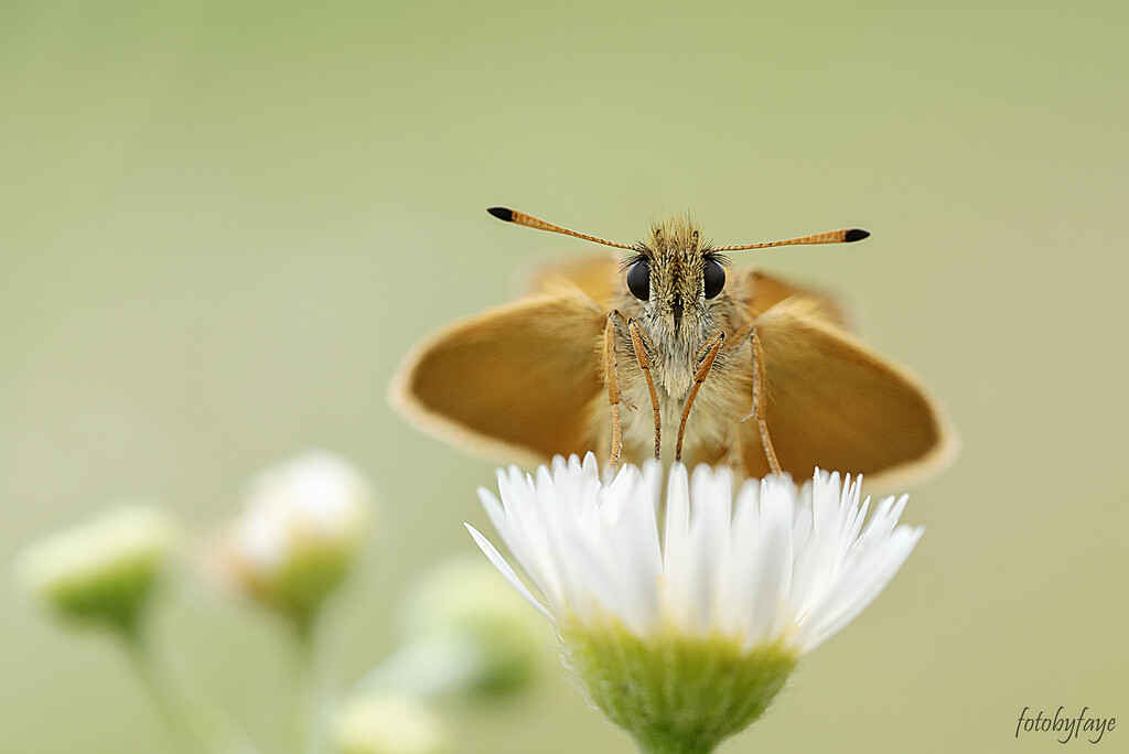 Least skipper butterfly by fayefaye