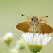 Least skipper butterfly by fayefaye