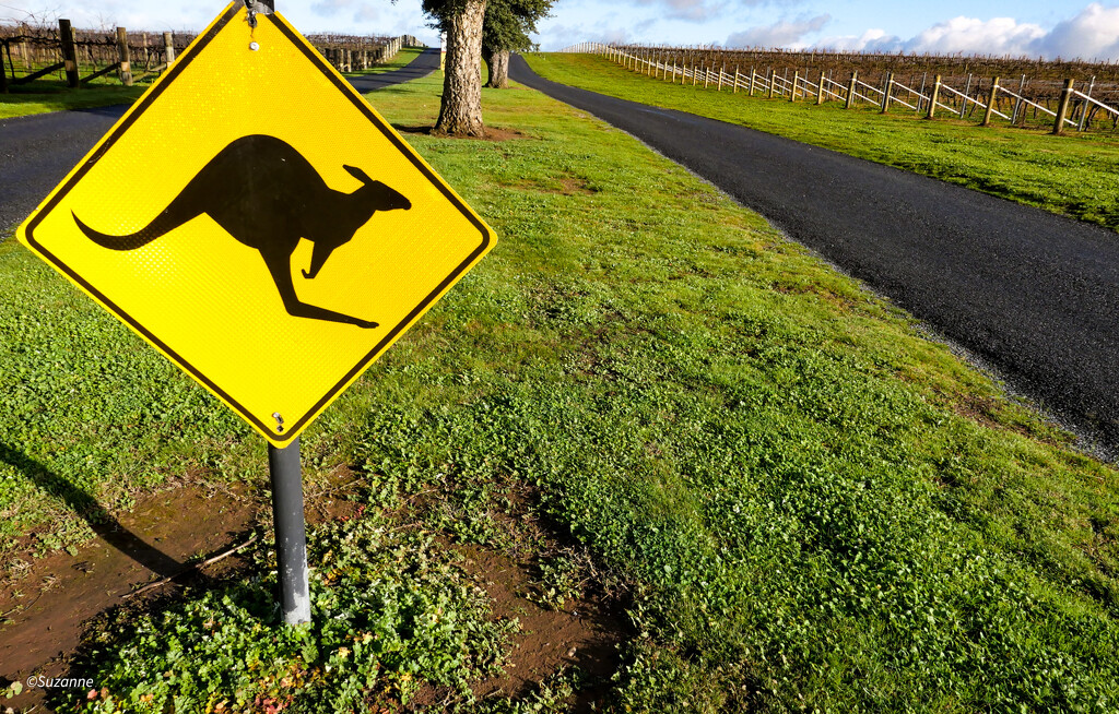 Kangaroos crossing by ankers70