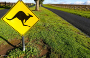 27th Jun 2022 - Kangaroos crossing