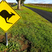 Kangaroos crossing