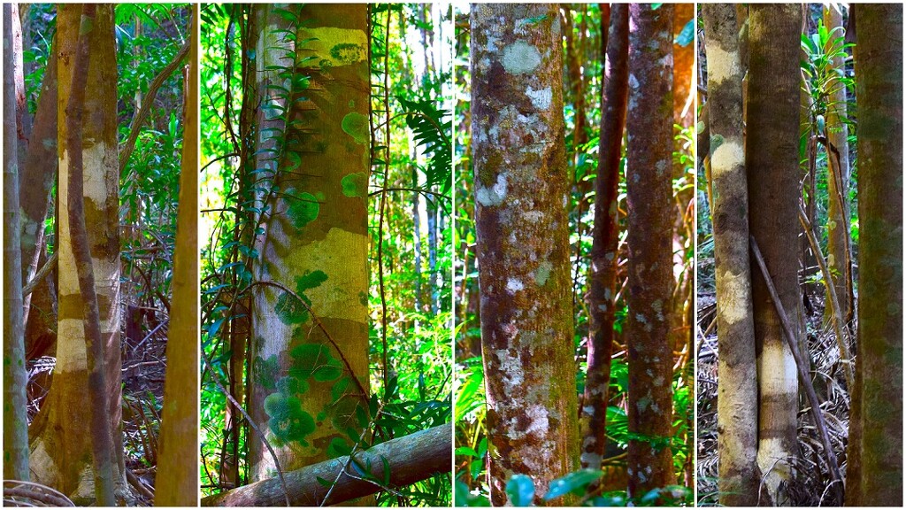 Lichen "Painted" Tree Trunks ~ by happysnaps