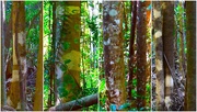 27th Jun 2022 - Lichen "Painted" Tree Trunks ~
