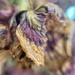 Wilted hydrangea.  by cocobella