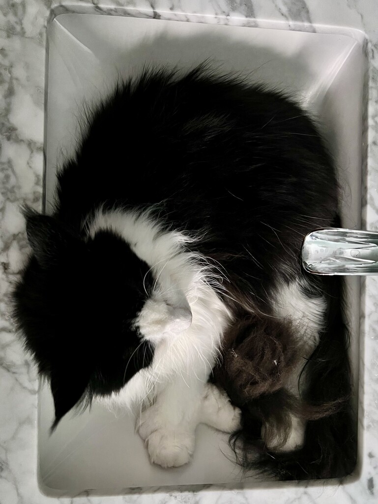 The Cat In The...Sink! by corinnec