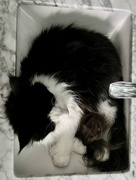 26th Jun 2022 - The Cat In The...Sink!