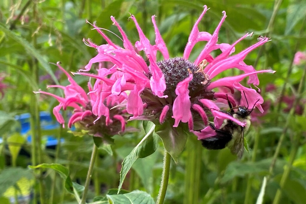 A bee on the monarda by tunia