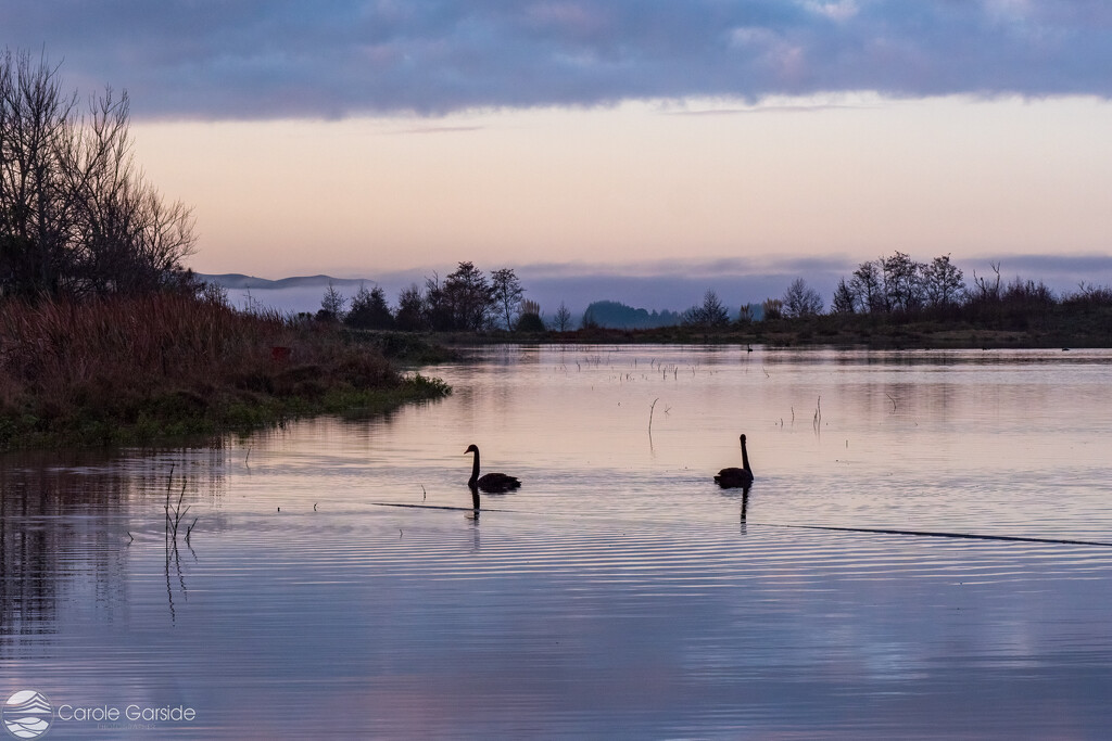 Swans on Lake Waikare by yorkshirekiwi