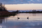 27th Jun 2022 - Swans on Lake Waikare